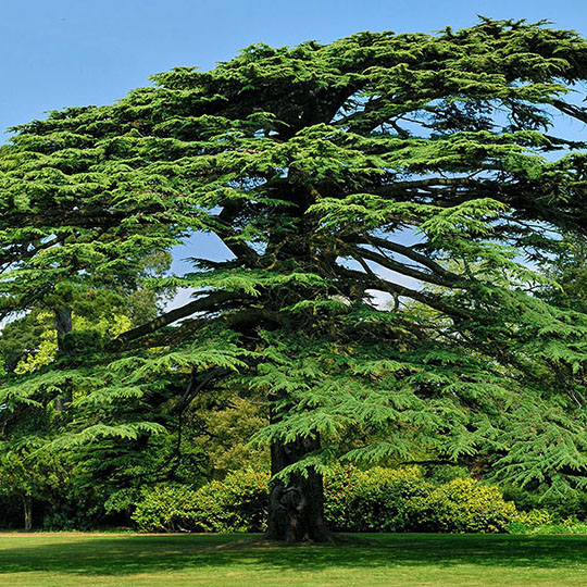 cedar