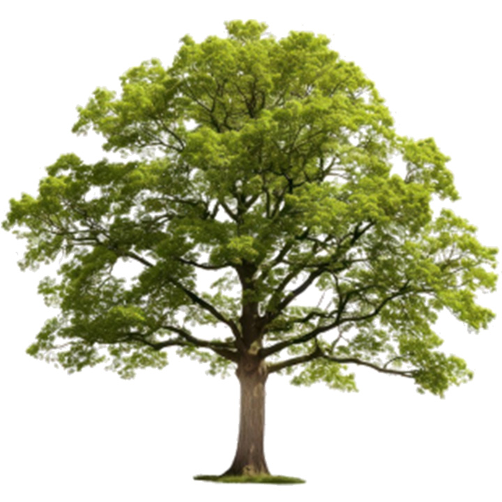 Picture of a tree to represent collen class